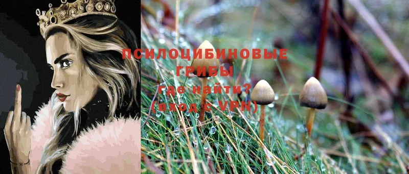 Галлюциногенные грибы Magic Shrooms  купить   Севастополь 